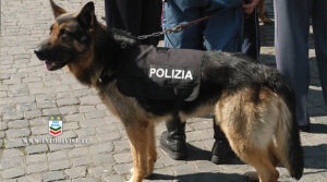 Cani poliziotto adozione