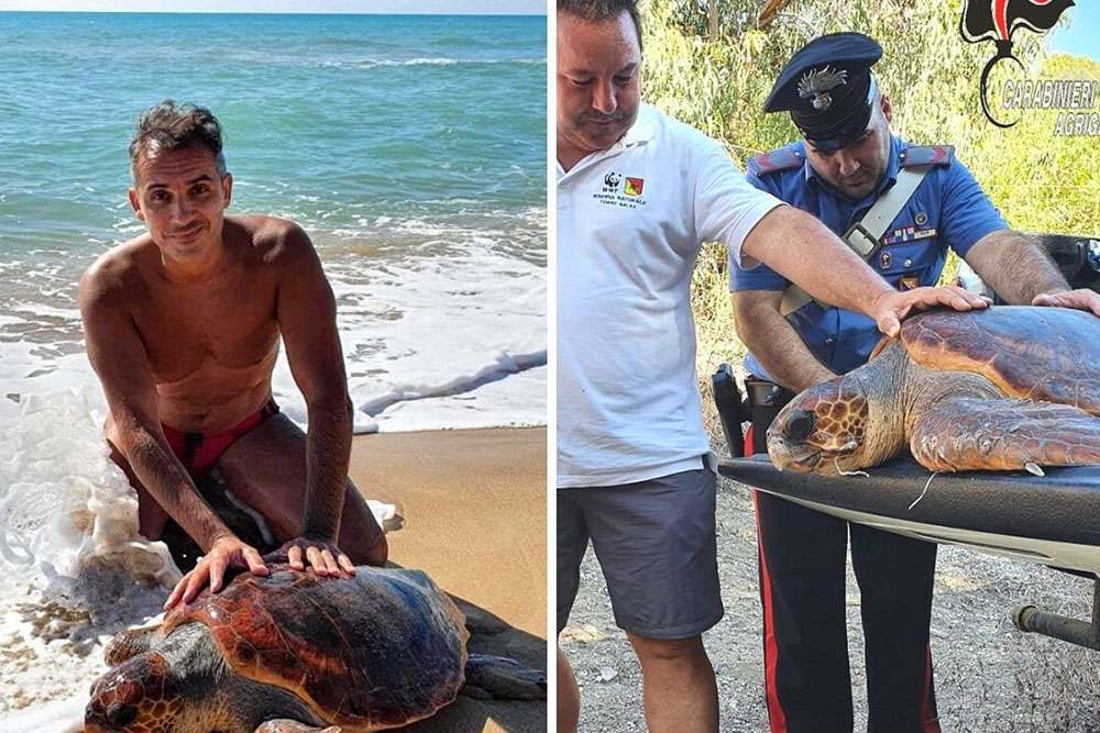 Carabiniere si tuffa in mare e salva tartaruga da morte certa: era avvolta in una busta di plastica