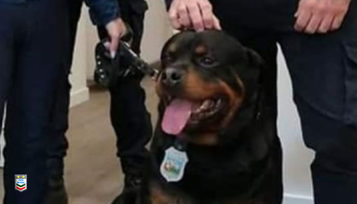 Il cane poliziotto Achille liberato dal canile: è stato adottato dal suo istruttore